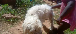1+ year Female Purebred Maltese