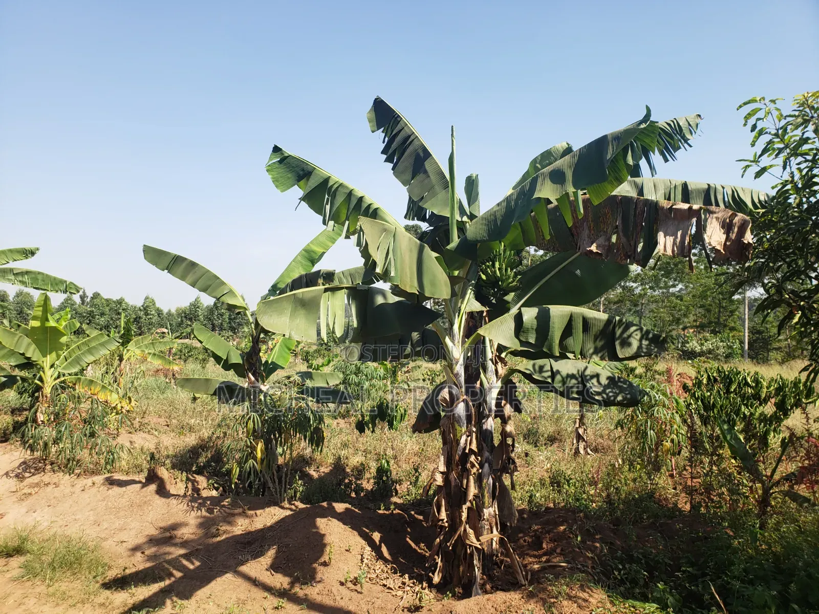 2acres for Sell Buwambo Lugo at 250m