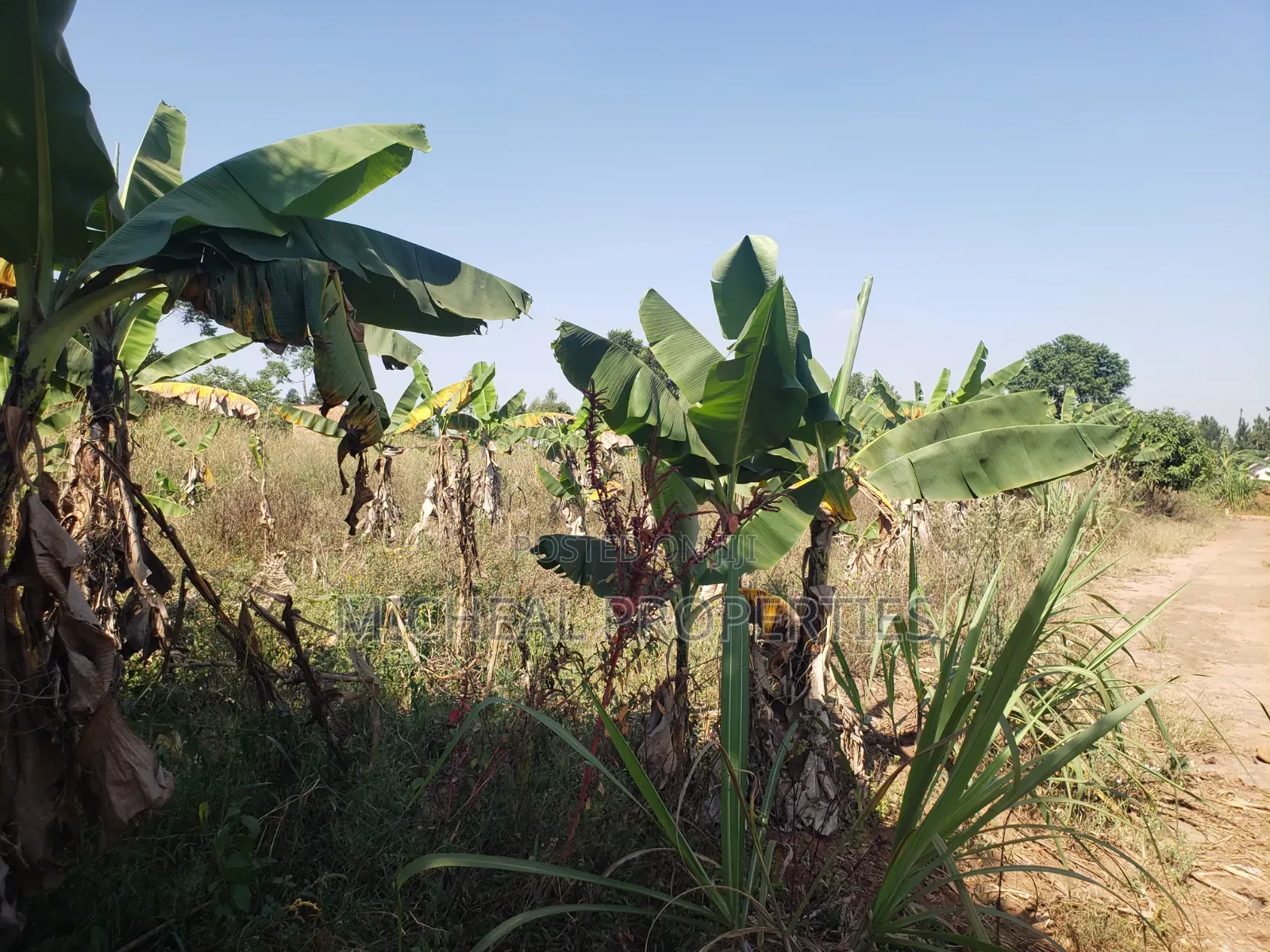 2acres for Sell Buwambo Lugo at 250m