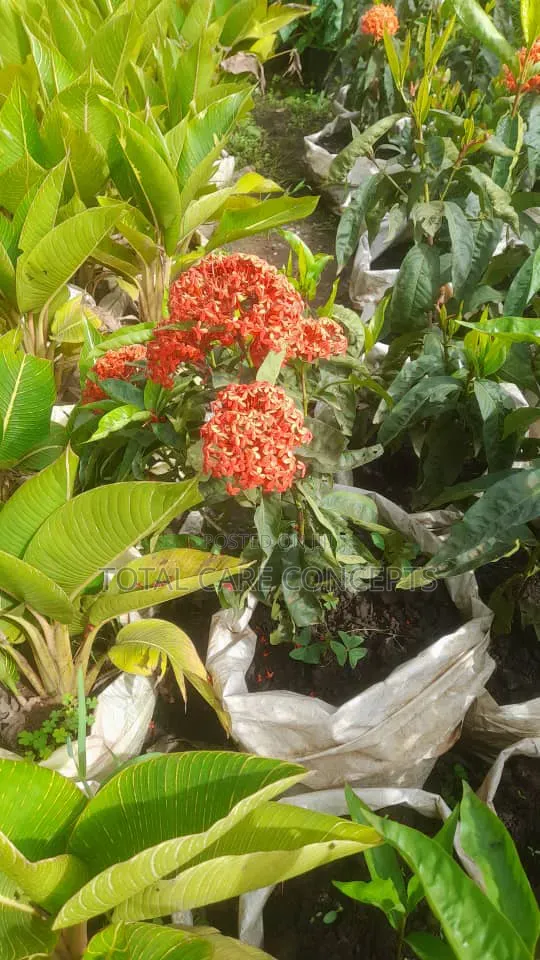 Gardening Specialists for Modern Compound