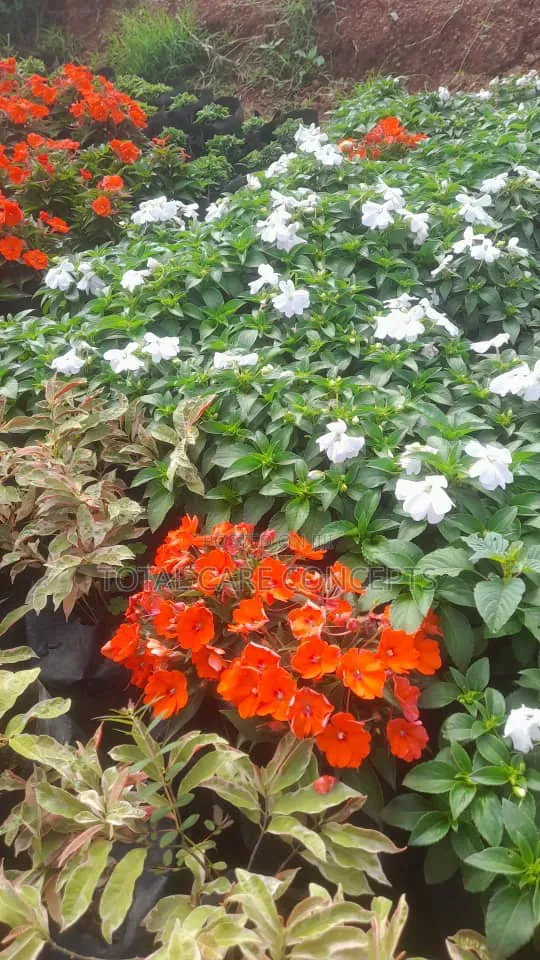 Gardening Specialists for Modern Compound