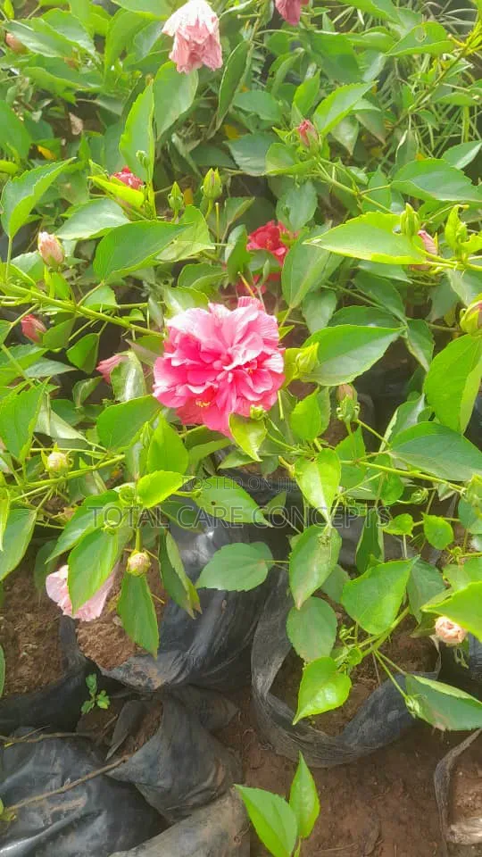 Gardening Specialists for Modern Compound