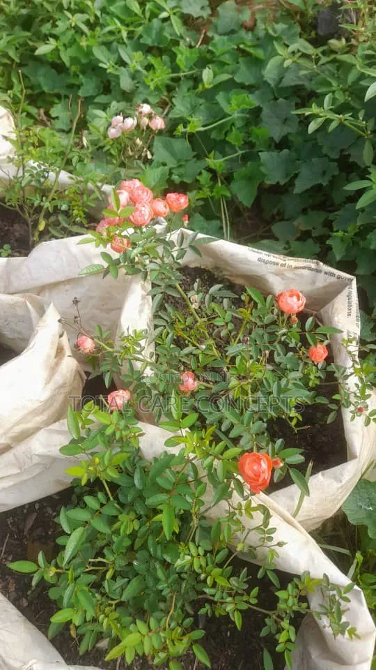 Gardening Specialists for Modern Compound