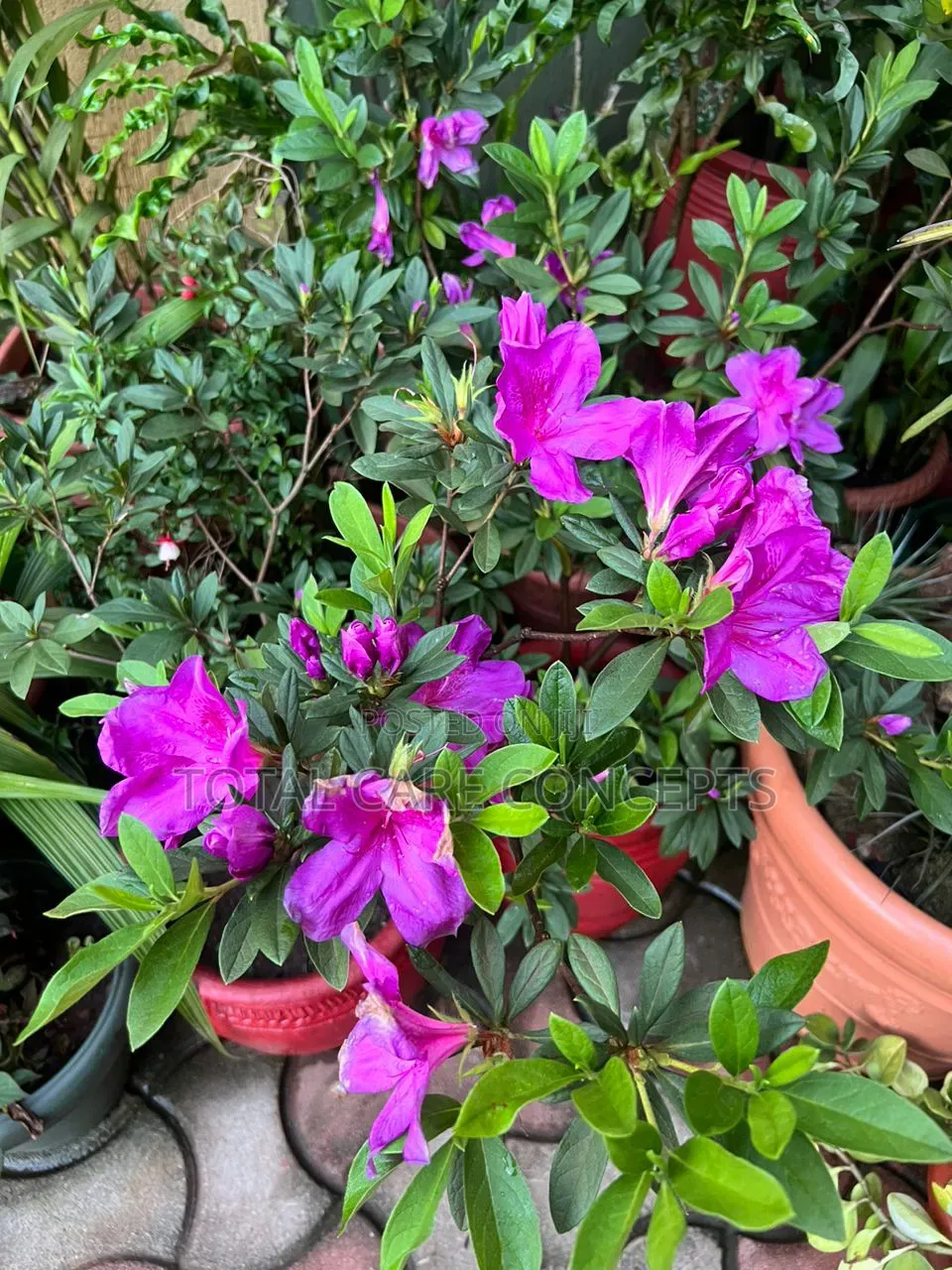 Gardening Specialists for Modern Compound