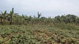 Plot for Sale