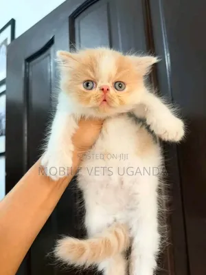 1-3 months Male Purebred Persian
