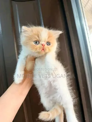 1-3 months Male Purebred Persian