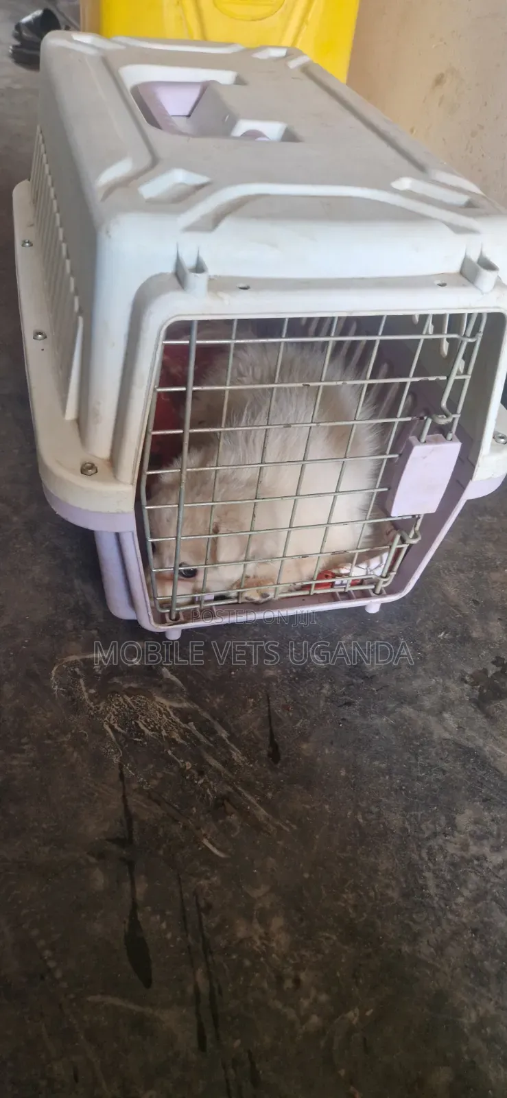 1-3 months Male Purebred Japanese Spitz