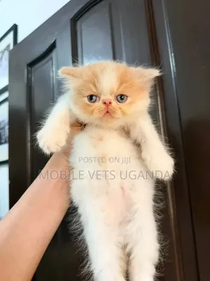 1-3 months Female Purebred Persian