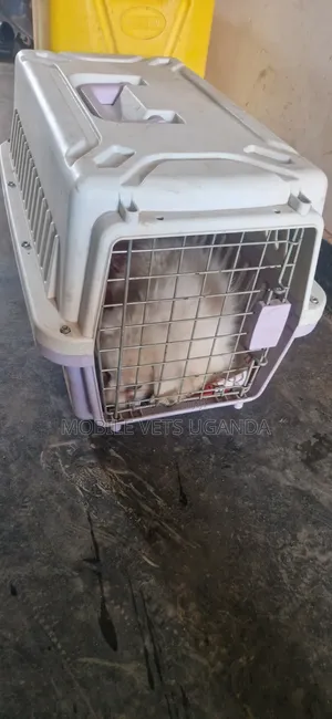 3-6 months Female Purebred Japanese Spitz