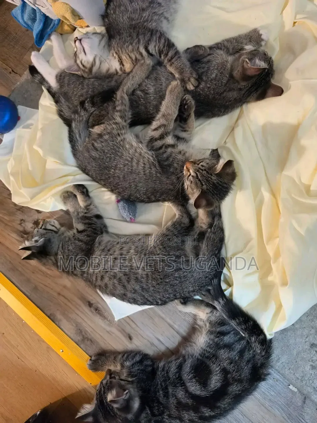 1-3 months Female Purebred Savannah