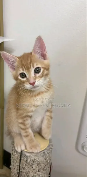 1-3 months Female Purebred Exotic