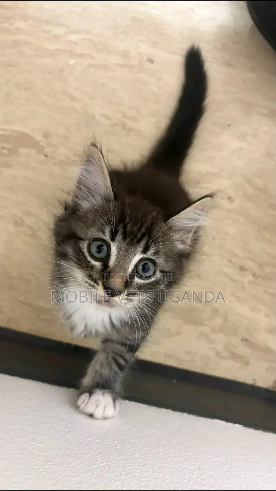 1-3 months Female Purebred American Bobtail