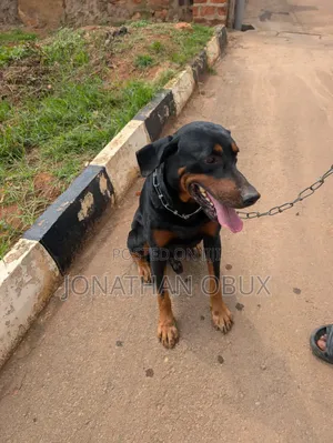 1+ year Male Purebred Rottweiler