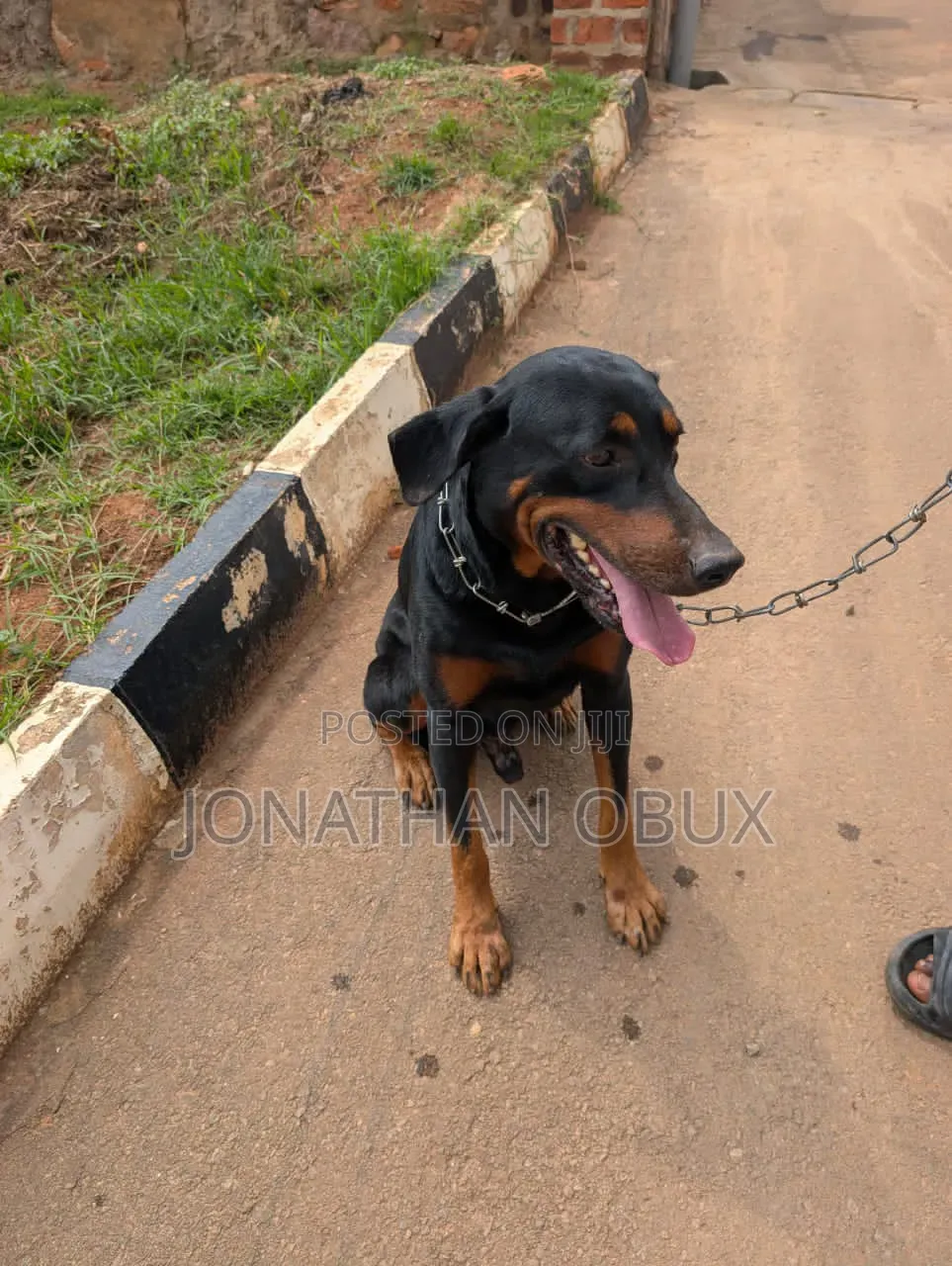 1+ year Male Purebred Rottweiler
