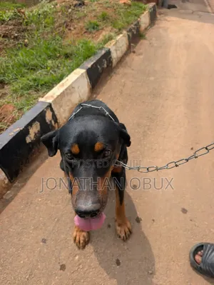 1+ year Male Purebred Rottweiler