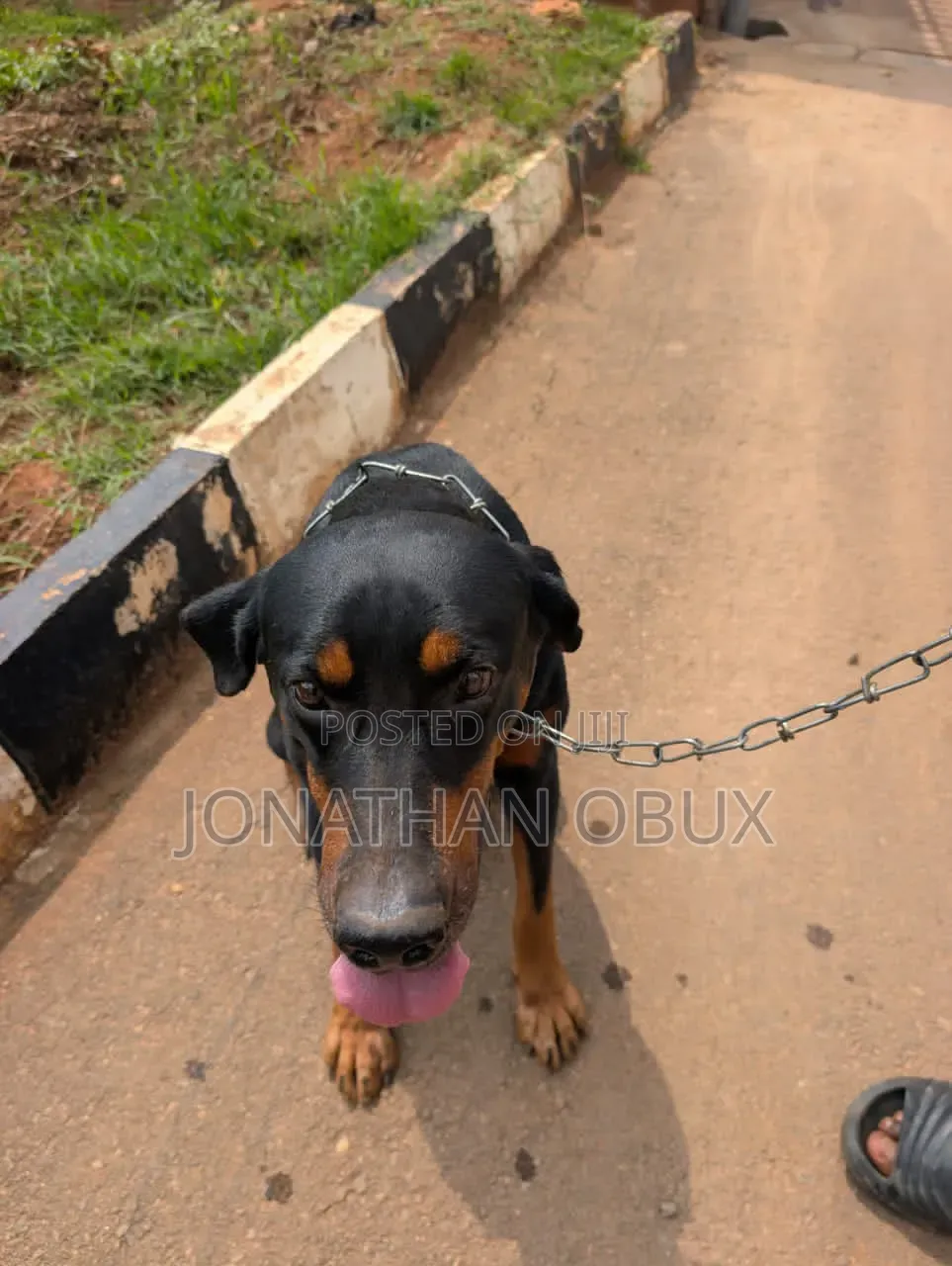 1+ year Male Purebred Rottweiler