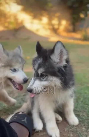 1-3 months Male Purebred Siberian Husky
