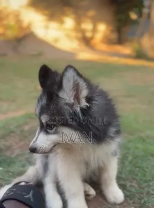 1-3 months Male Purebred Siberian Husky