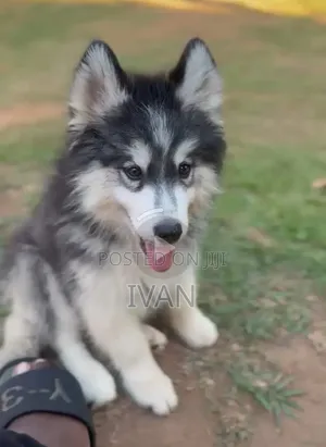 1-3 months Male Purebred Siberian Husky