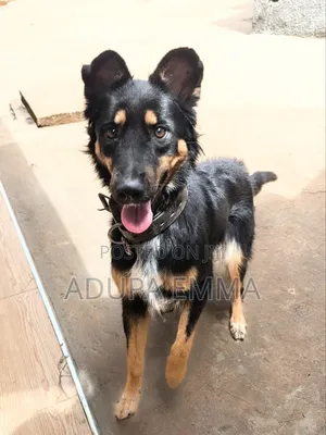1+ year Female Mixed Breed German Shepherd