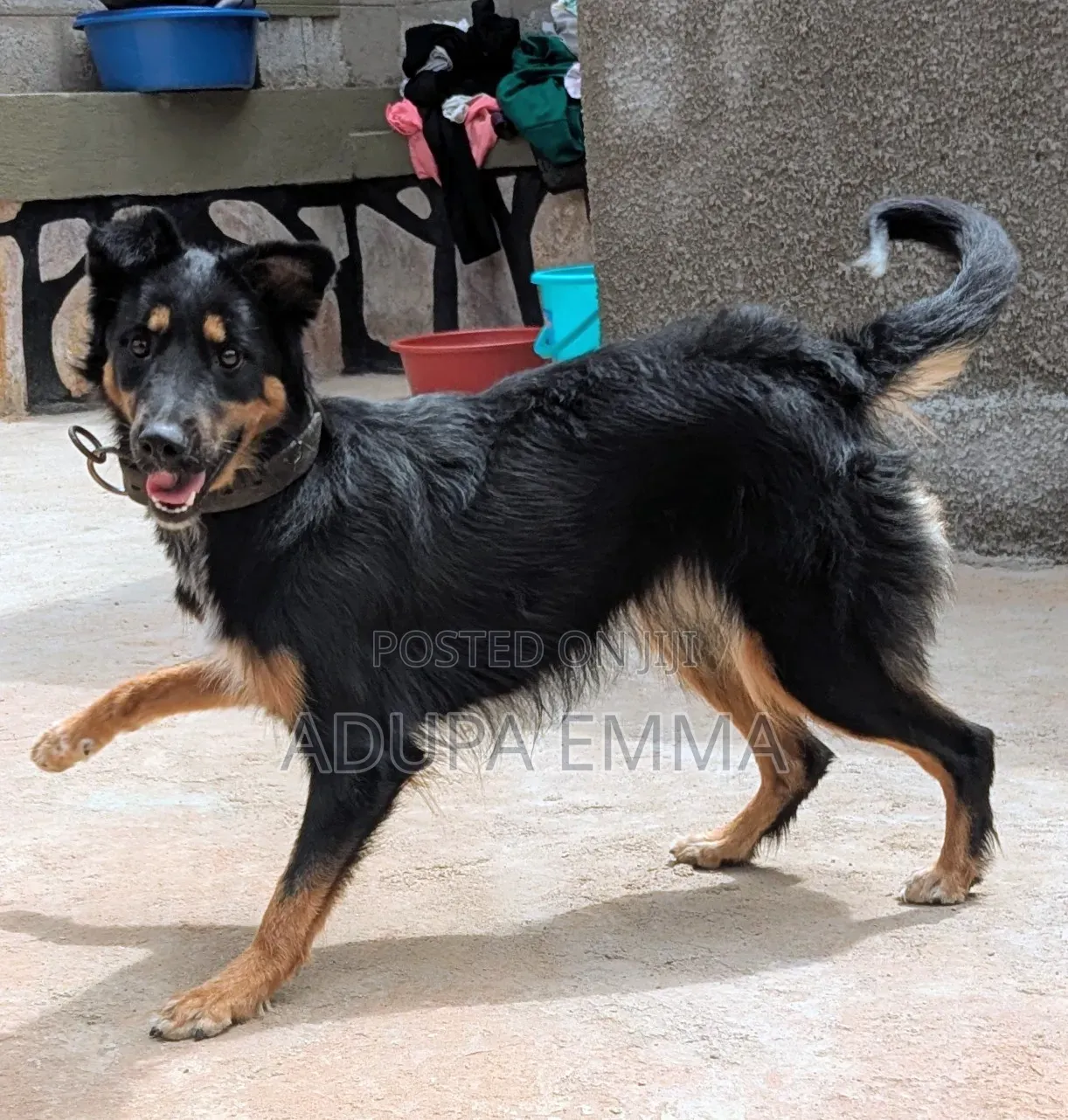 1+ year Female Mixed Breed German Shepherd