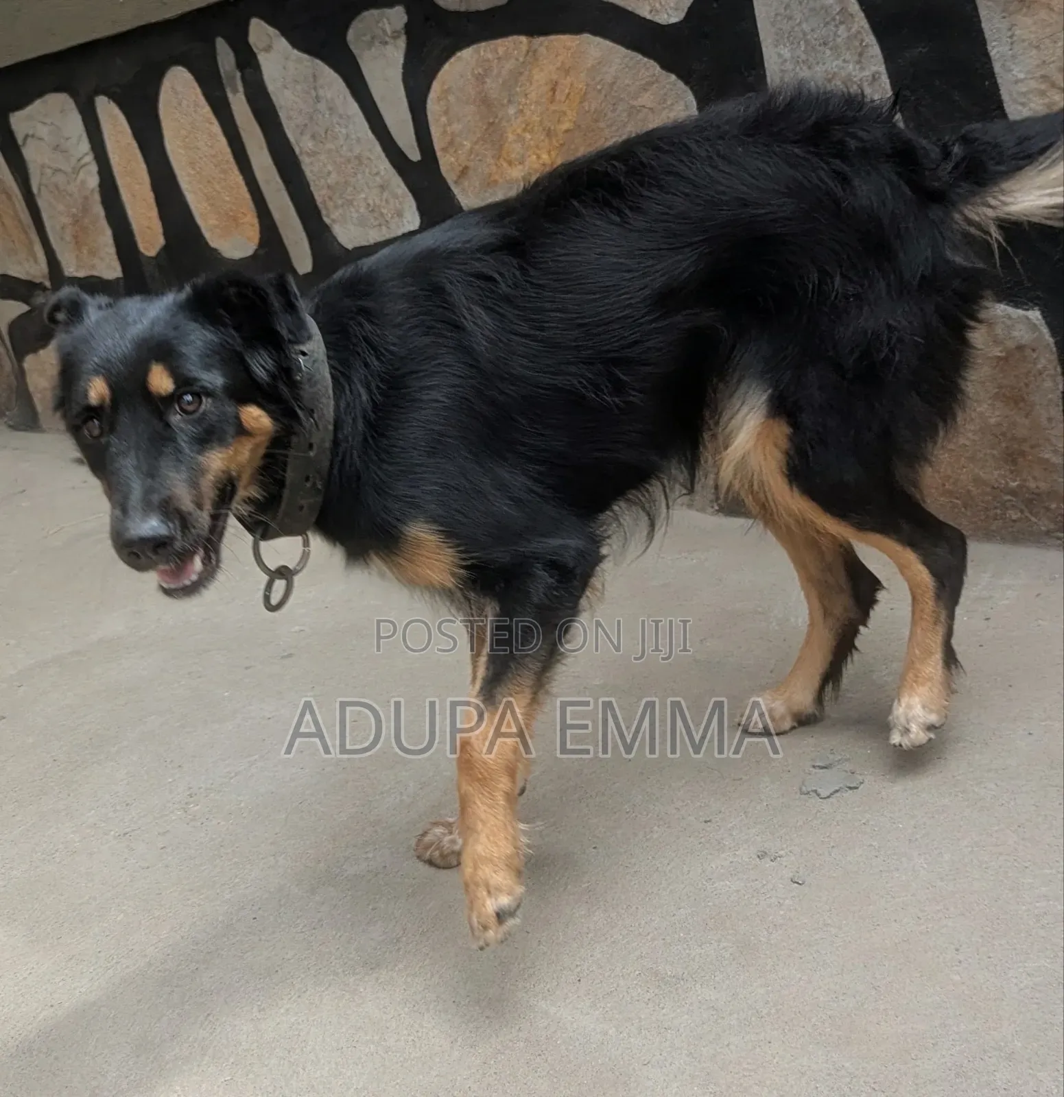 1+ year Female Mixed Breed German Shepherd