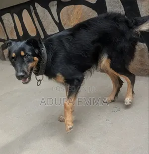 1+ year Female Mixed Breed German Shepherd