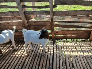 Young Boer Bucks