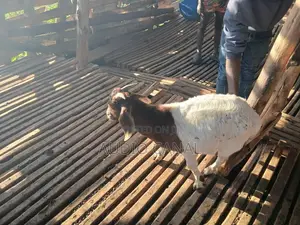 Young Boer Bucks
