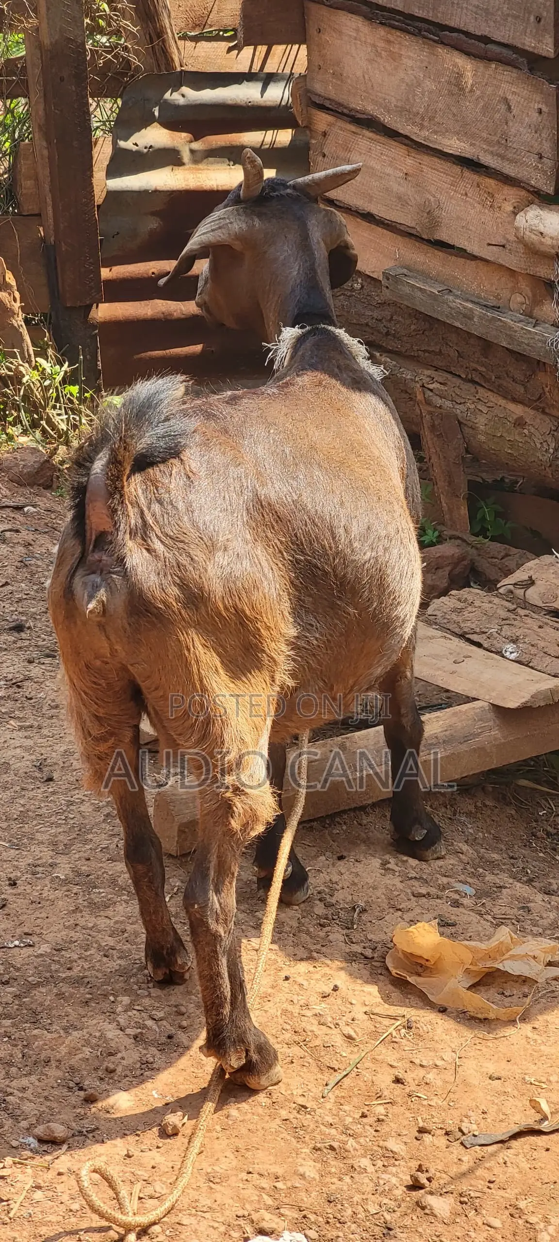 In Kid  / Pregnant Red Kalahari Goat