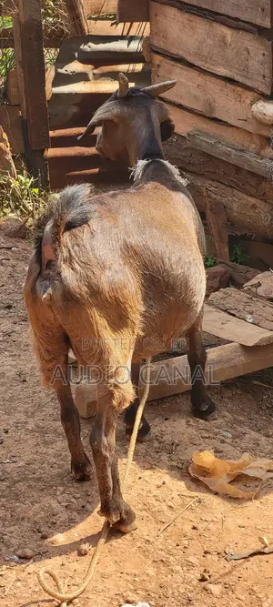 In Kid  / Pregnant Red Kalahari Goat