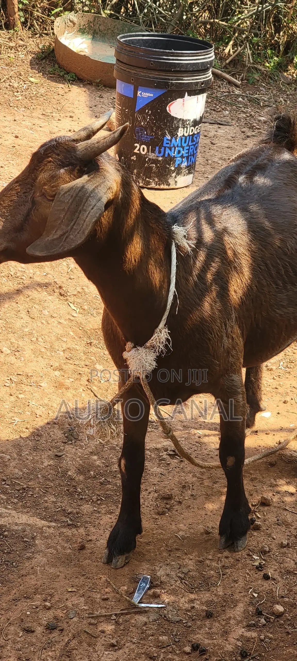 In Kid  / Pregnant Red Kalahari Goat