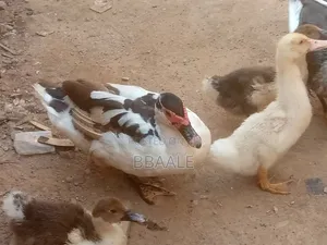 Female and Male Duck