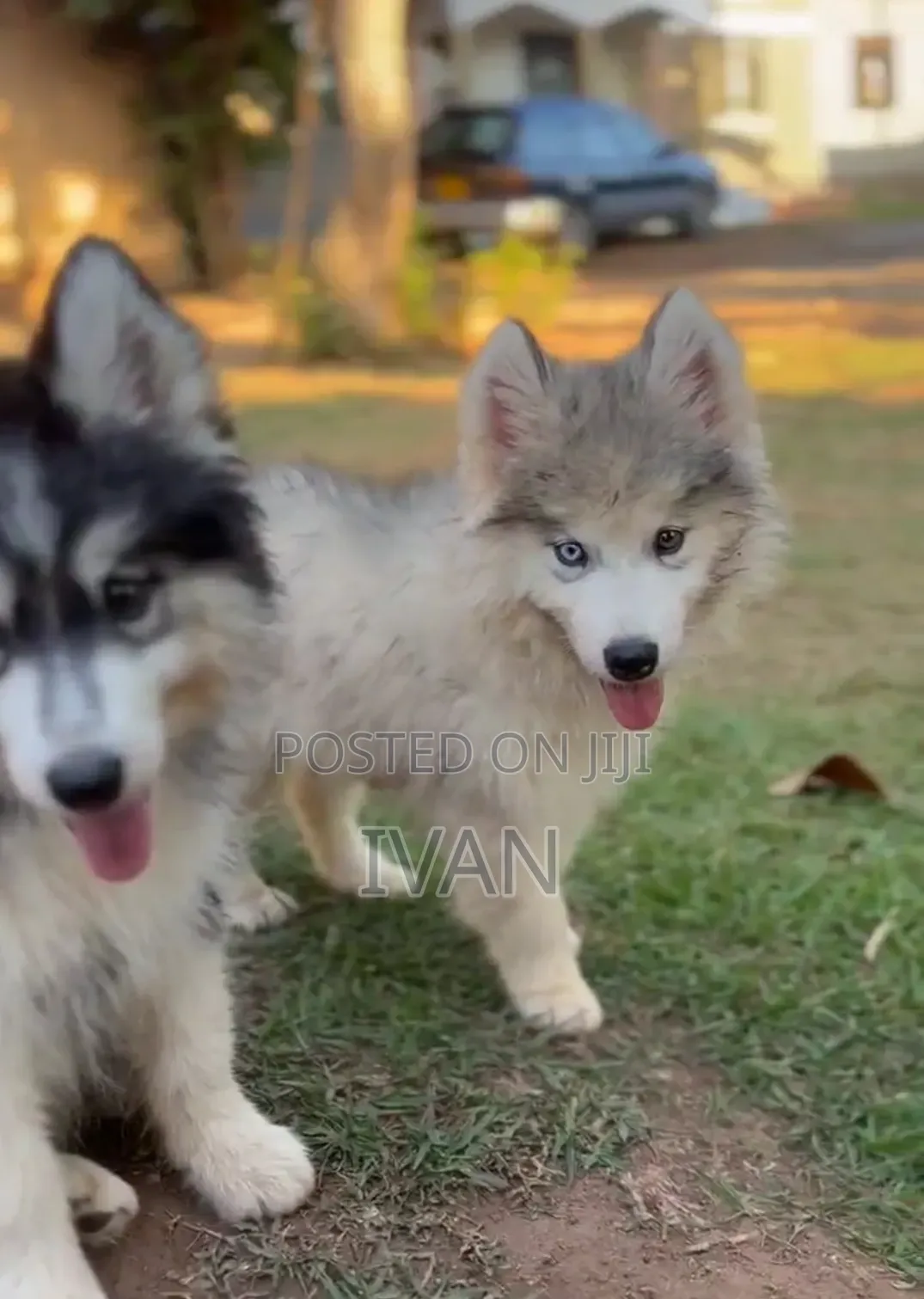 1-3 months Male Purebred Siberian Husky