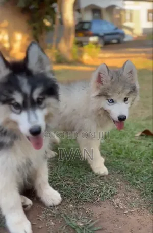 1-3 months Male Purebred Siberian Husky