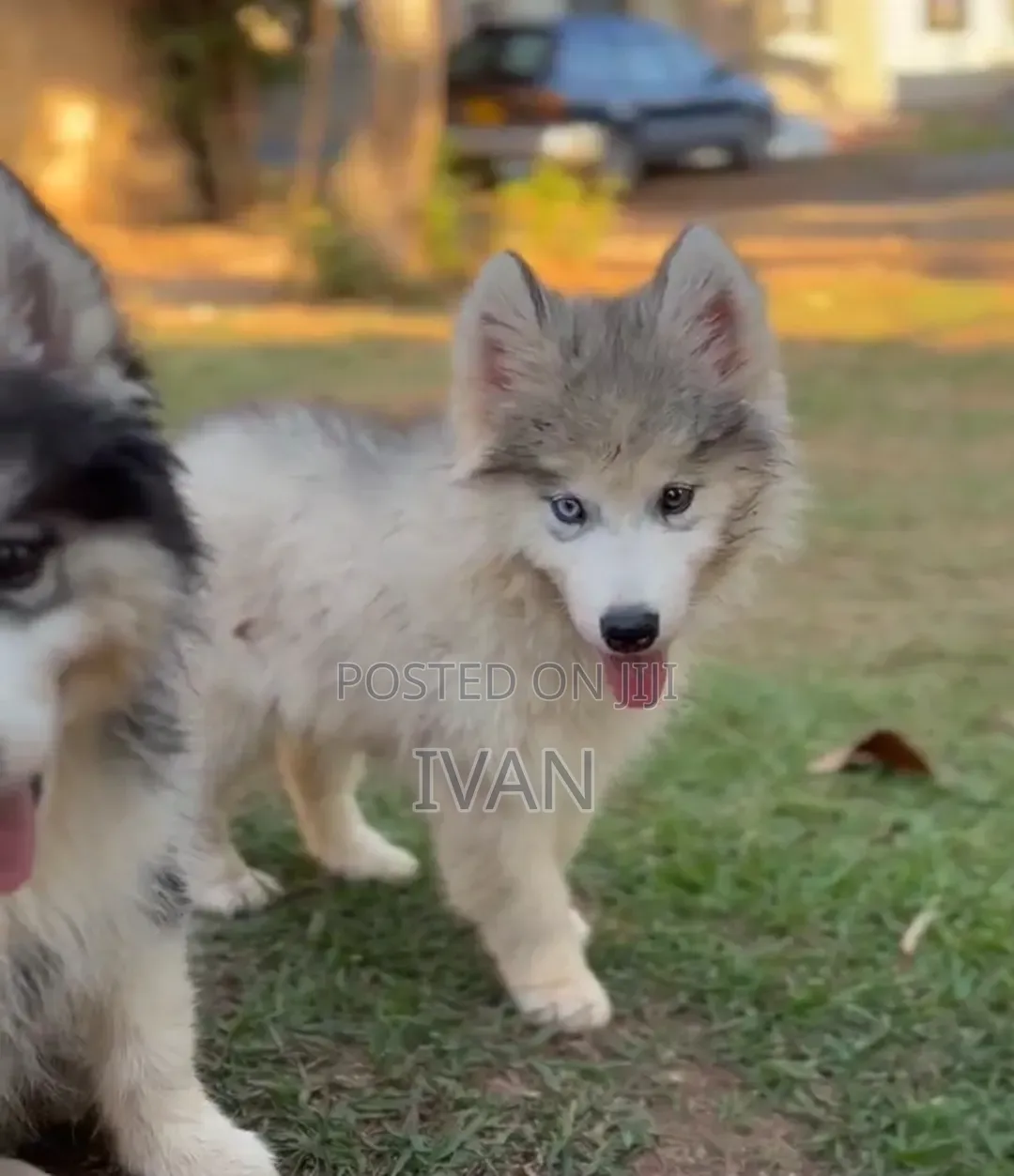 1-3 months Male Purebred Siberian Husky