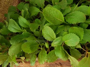 Quality Vegetable Seedlings