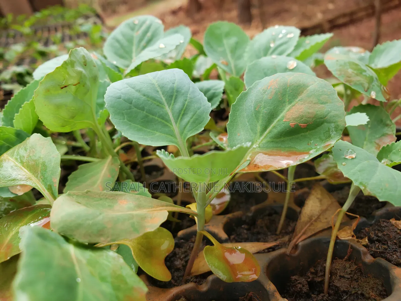Quality Vegetable Seedlings