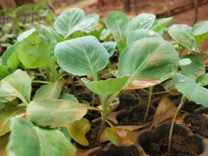 Quality Vegetable Seedlings