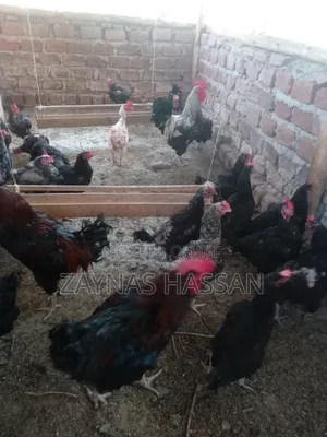 Halal Agro Farm LTD