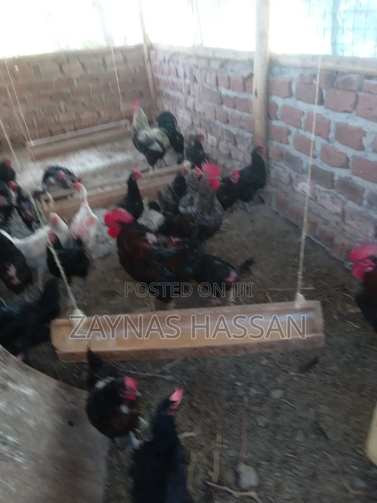 Halal Agro Farm LTD