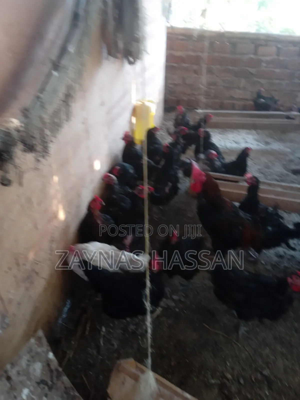 Halal Agro Farm LTD