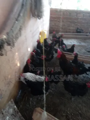 Halal Agro Farm LTD