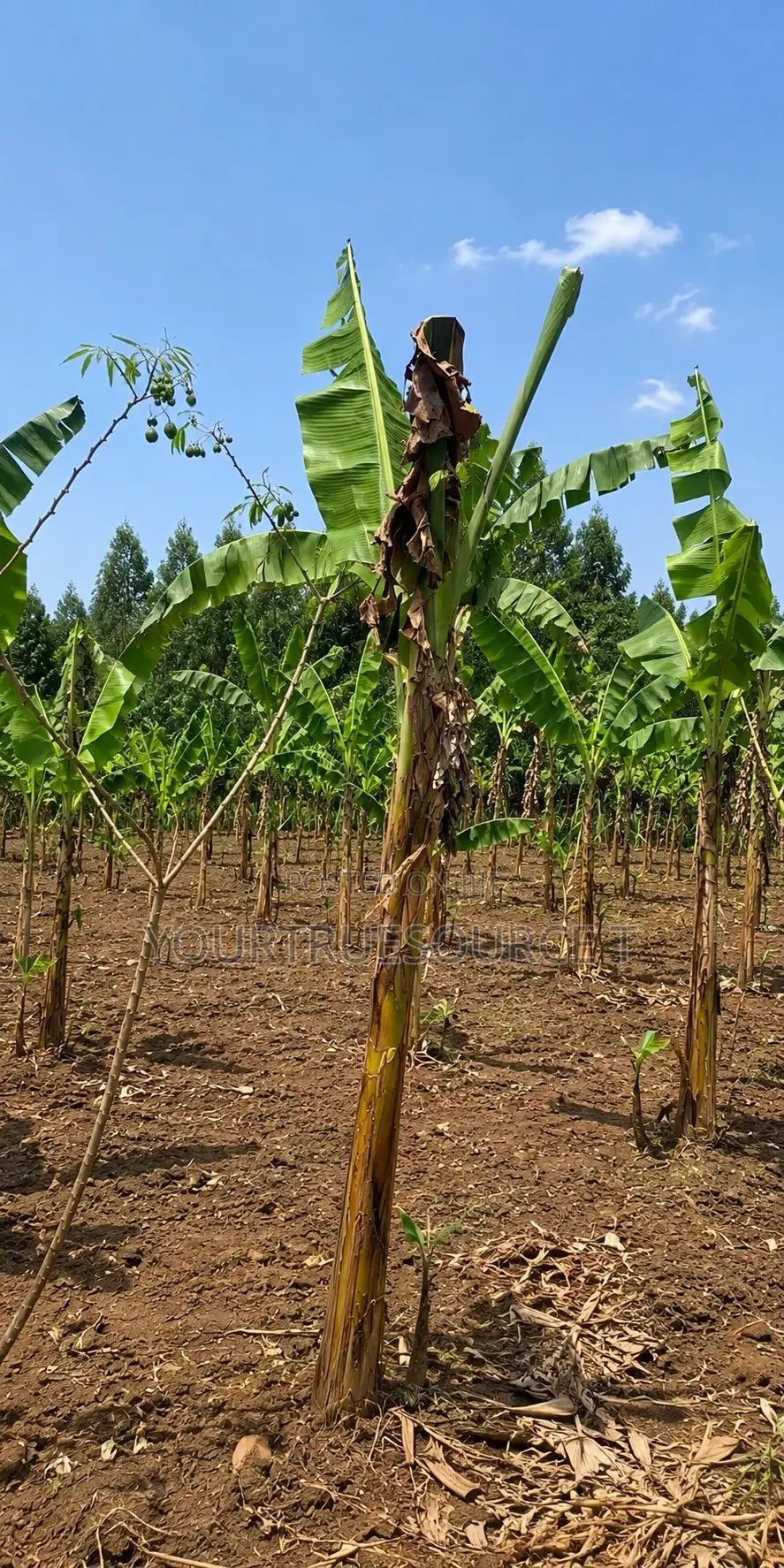 Land for Sale Kakiri Kikuji/Kigayaza Area