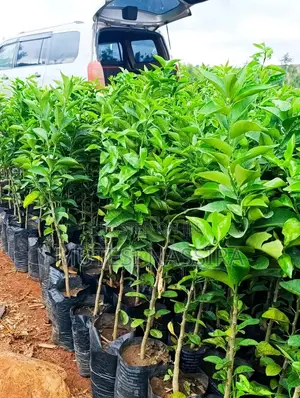 We Sell Pixie Oranges Seedlings and an Affordable Price All Over Ugand