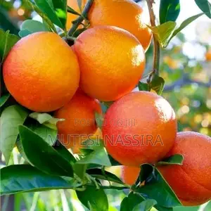 We Sell Pixie Oranges Seedlings and an Affordable Price All Over Ugand