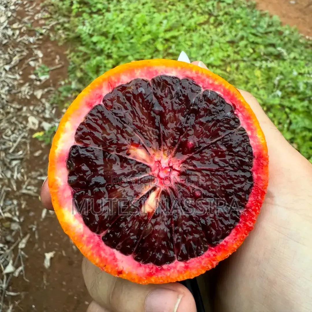 We Sell Pixie Oranges Seedlings and an Affordable Price All Over Ugand