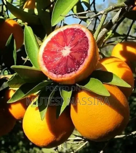 We Sell Pixie Oranges Seedlings and an Affordable Price All Over Ugand