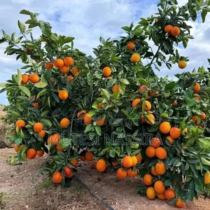 We Sell Pixie Oranges Seedlings and an Affordable Price All Over Ugand